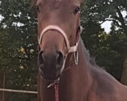 jumper Wiwa (polish noble half-breed, 2016, from Wytze.C.)