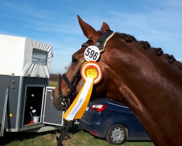 Dressurpferd San Lui (Westfale, 2009, von Serano Gold)