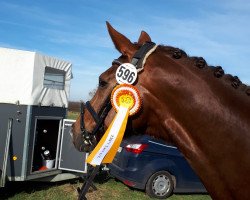 dressage horse San Lui (Westphalian, 2009, from Serano Gold)