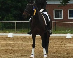 Dressurpferd Don Fernando 30 (Hannoveraner, 2010, von Don Frederico)