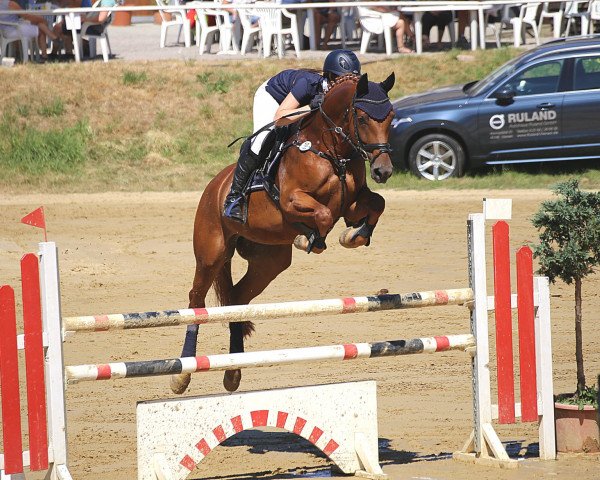 Zuchtstute Zandora d'or BE (Westfale, 2010, von Zandor Z)