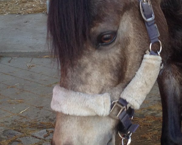 horse Poltergeist (German Riding Pony, 2003, from Pinot Orange)