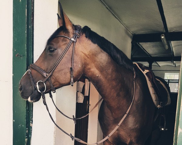 Springpferd Charlie Brown PJ (Hannoveraner, 2008, von Class de Luxe 2)
