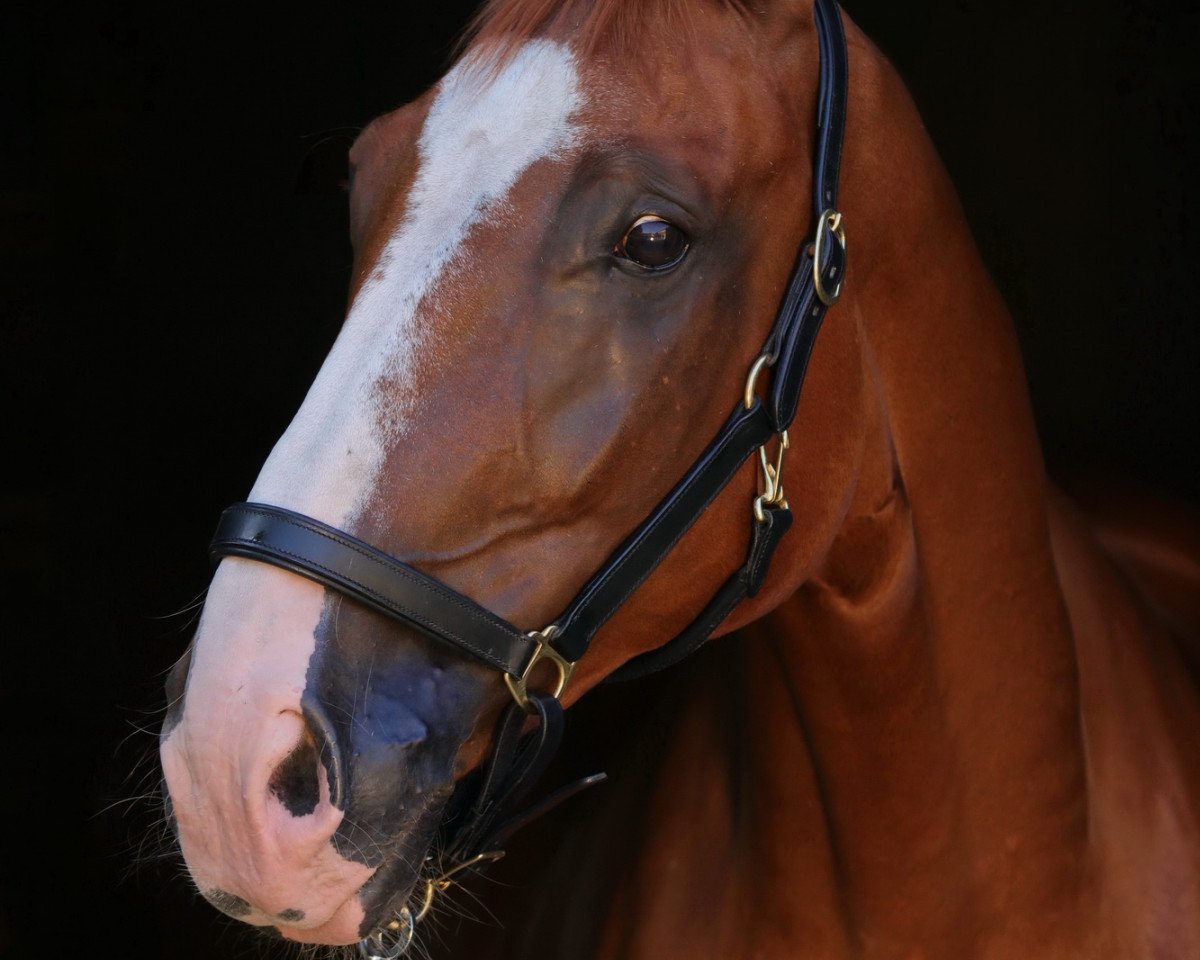 dressage horse Rocketman 6 (Hanoverian, 2006, from Rascalino)