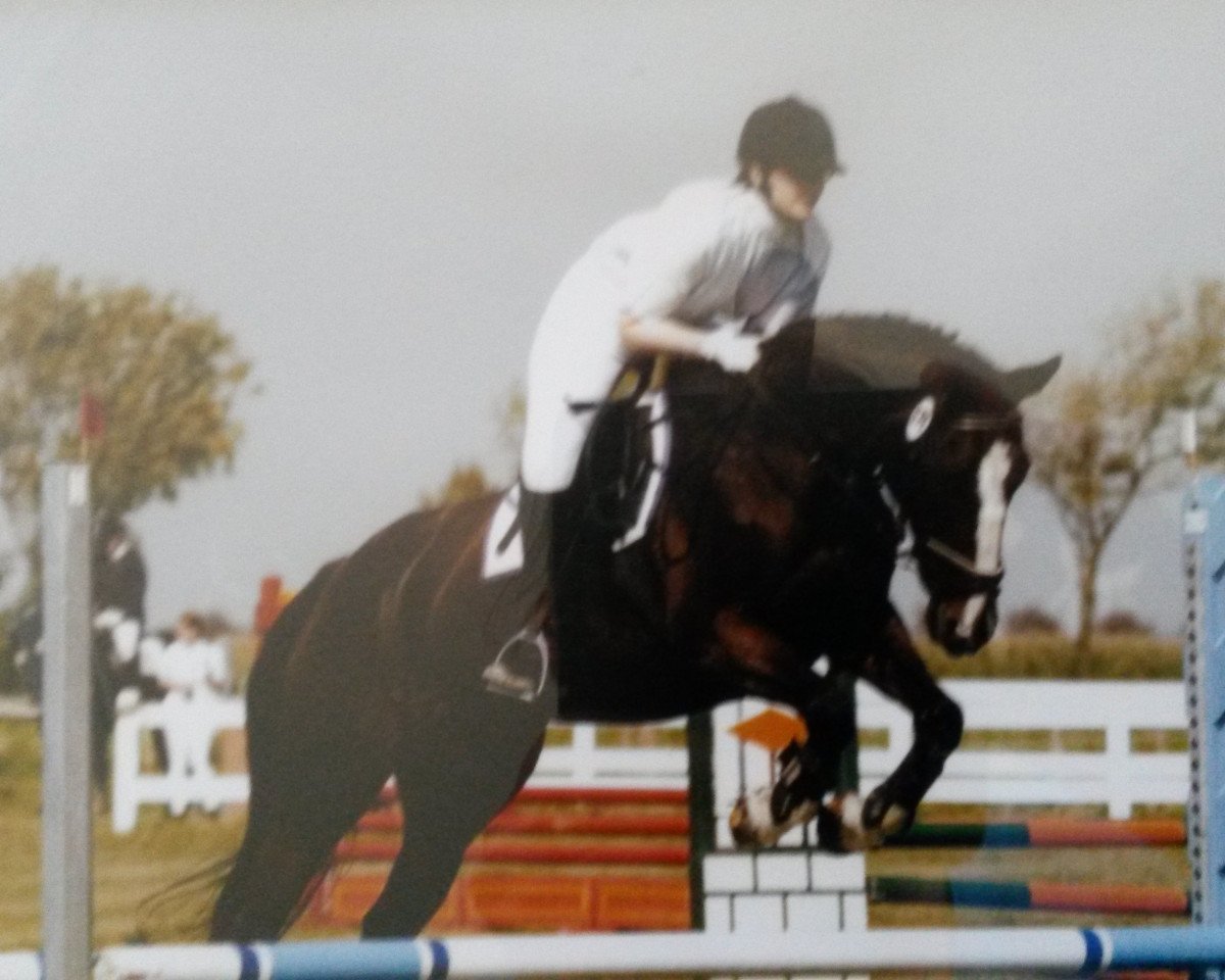Paard Nuriosa B (Belgisch Warmbloed, 1990, van Pachat II)