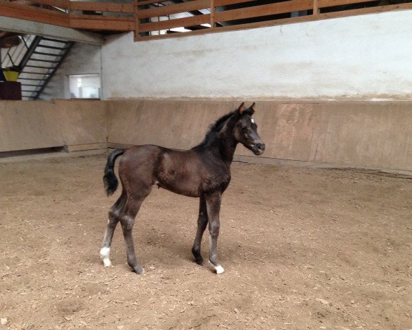 horse Salma Hayek (Hanoverian, 2014, from Scuderia)