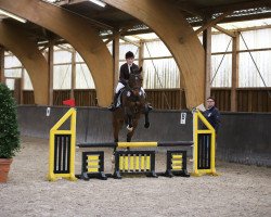 jumper Don Valentino H (Hanoverian, 2005, from Don Bosco)