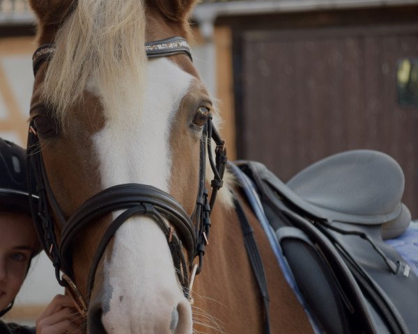 dressage horse Valentino (Haflinger, 1998)