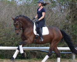 dressage horse Chicharita (Hanoverian, 2013, from Christ)
