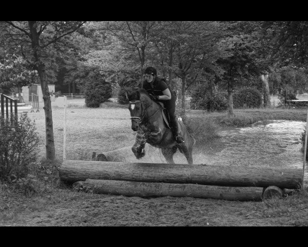 jumper Wastl 80 (Bavarian, 2013, from Wynton)