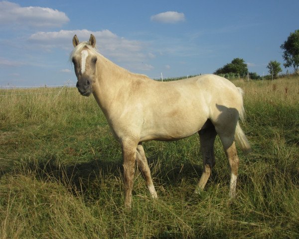 horse Datings Devito RH (German Riding Pony, 2016, from Dating AT NRW)