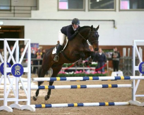 stallion King Louie (Swedish Warmblood, 1992, from Irco Marco)
