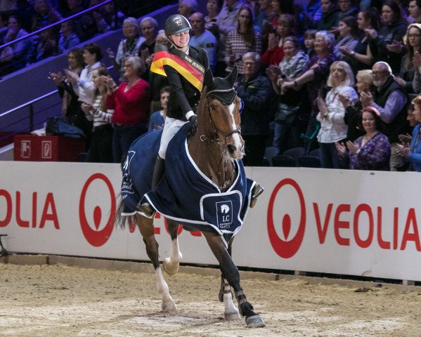 jumper Catinka 24 (Hanoverian, 2010, from Catoki) jumper Catinka 24 (Hanoverian, 2010, from Catoki)