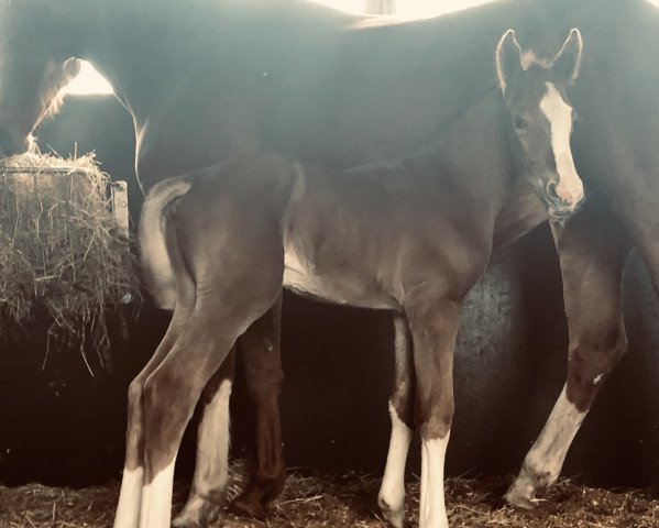 horse Siggi (Hanoverian, 2019, from Secret)