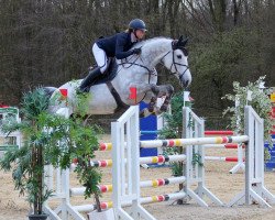 jumper Chelsey 18 (Holsteiner, 2013, from Calido I)