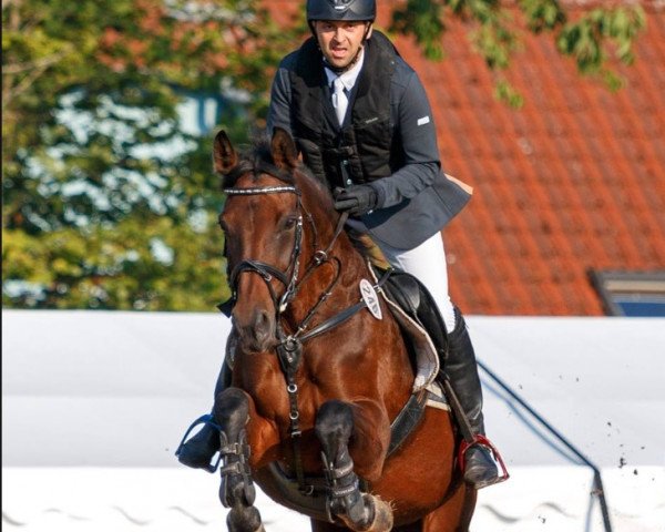 broodmare Galante (Hanoverian, 2002, from Grand Cru)