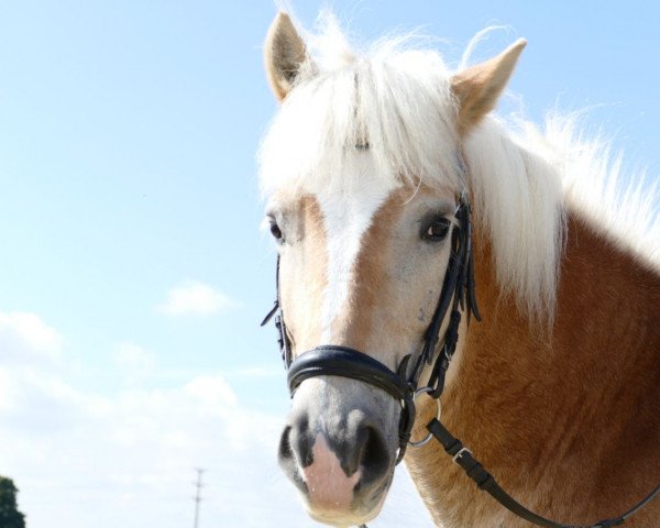 dressage horse Steamboat (Haflinger, 2008, from Standing Ovation)
