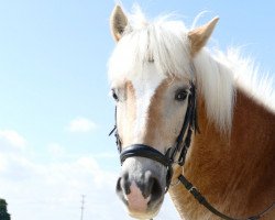 dressage horse Steamboat (Haflinger, 2008, from Standing Ovation)