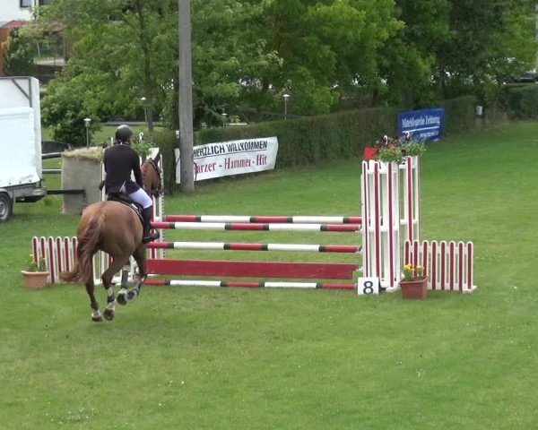 Reitturnier Allrode 2017