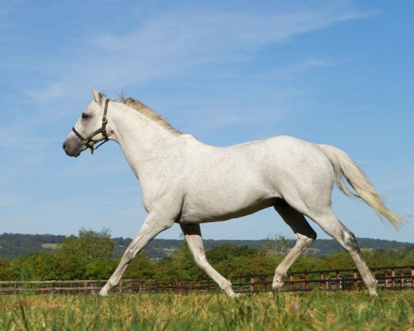 stallion Slickly xx (Thoroughbred, 1996, from Linamix xx) stallion Slickly xx (Thoroughbred, 1996, from Linamix xx)