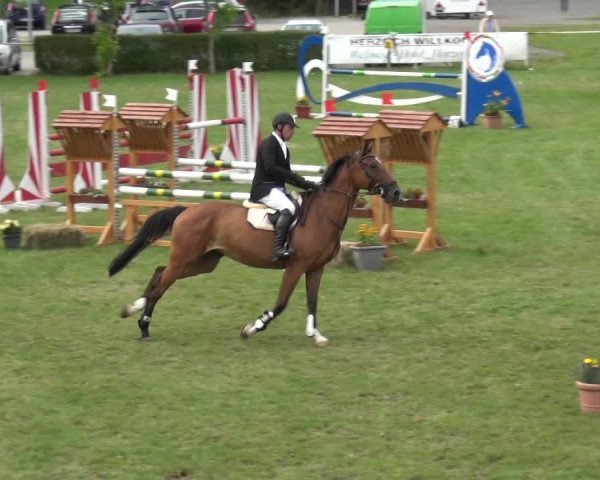 Reitturnier Allrode 2017