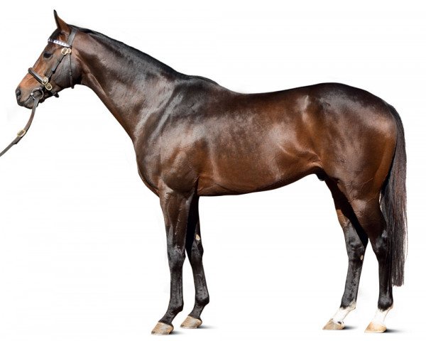 stallion Masterstroke xx (Thoroughbred, 2009, from Monsun xx)