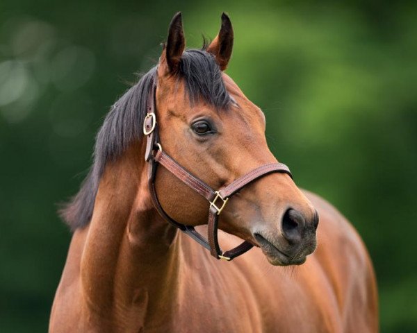stallion Charming Thought xx (Thoroughbred, 2012, from Oasis Dream xx)
