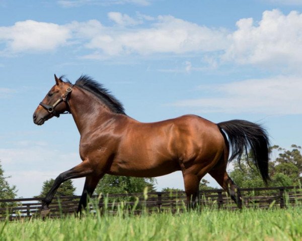 stallion Reset xx (Thoroughbred, 2000, from Zabeel xx) stallion Reset xx (Thoroughbred, 2000, from Zabeel xx)