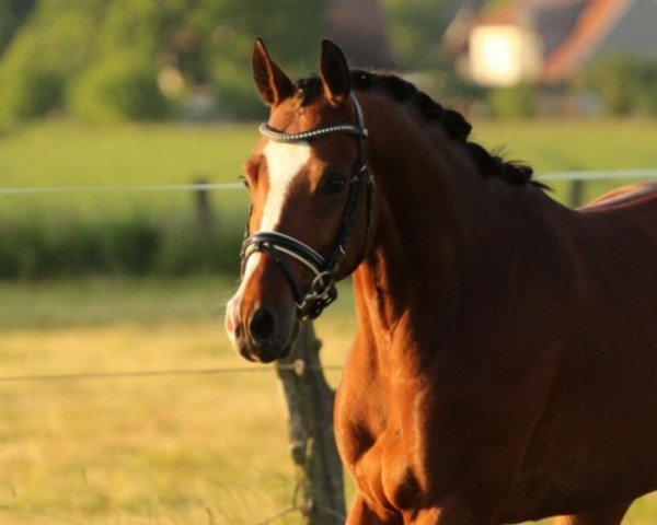 Dressurpferd Reduster Ricco (Niederländisches Pony, 2013, von Leuns Veld's Xantos)