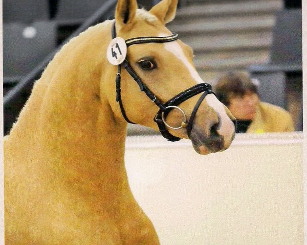 Stallone da monta Georgie M II (Pony da Sella Tedesco, 2009, di Go for Gold)