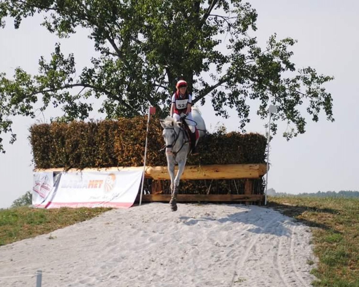 horse Constantin M (Hanoverian, 2004, from Concetto I)