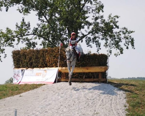 horse Constantin M (Hanoverian, 2004, from Concetto I)