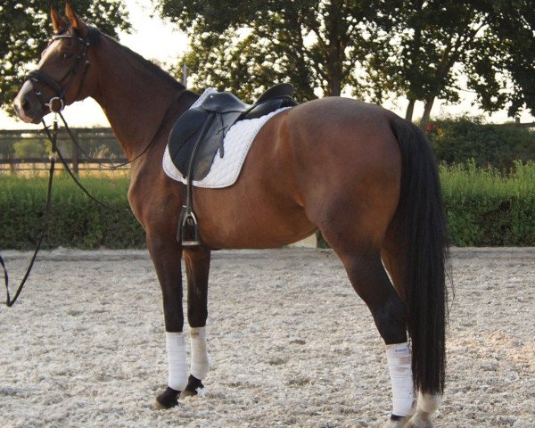 horse Francis (Oldenburg, 2014, from Franziskus FRH)