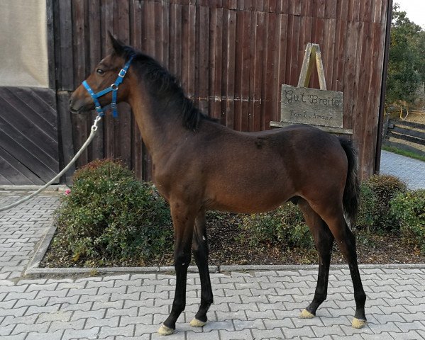 Pferd Catch my Life (Westfale, 2018, von Casiro I)