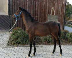 Pferd Catch my Life (Westfale, 2018, von Casiro I)