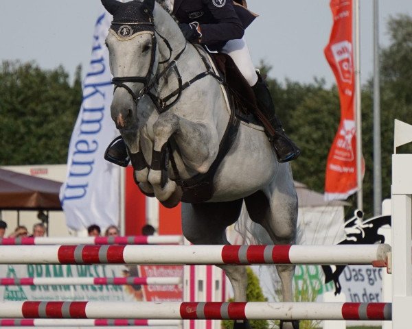 jumper Cortina Carlucci M (Hanoverian, 2009, from Carlucci 13)