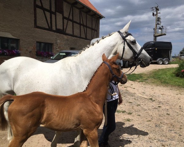 Zuchtstute Ninotschka (Trakehner, 1998, von Sanssouci)