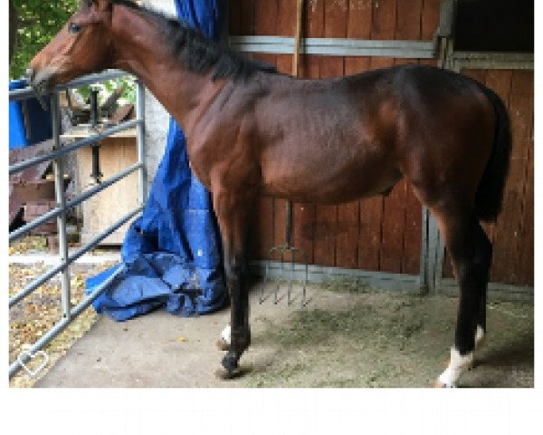 Pferd Air Jessy (Oldenburger Springpferd, 2018, von Air King)