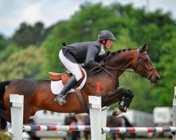 jumper Ciana (KWPN (Royal Dutch Sporthorse), 2007, from Van Schijndel's Rascin)