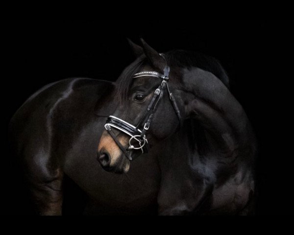 Springpferd Chocolate 90 (Hannoveraner, 2009, von Helenenhof's Carabas)