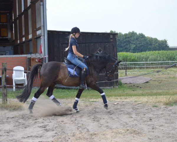dressage horse Volturo (Westphalian, 2014, from Vincent)