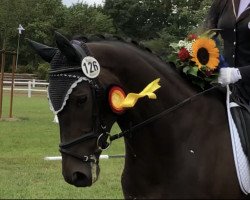 Dressurpferd Goodnight's Gandalf (Trakehner, 2007, von Kaiserdom)