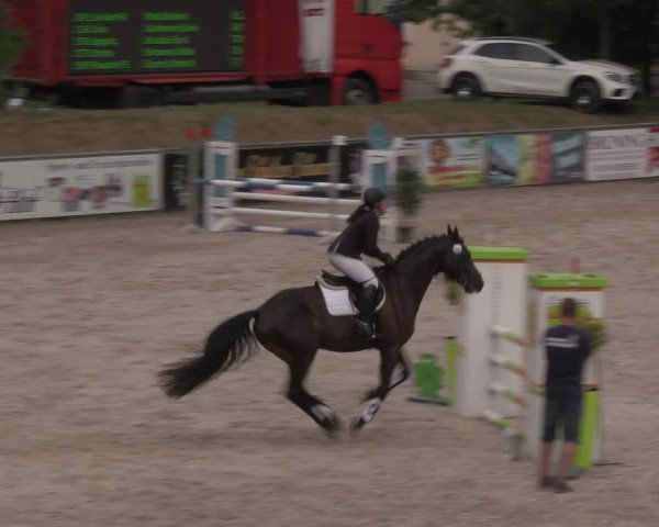 Reitturnier Görlitz 2017
