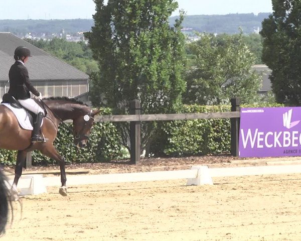 Reitturnier Leudelange-Ecuries des Prés 2017