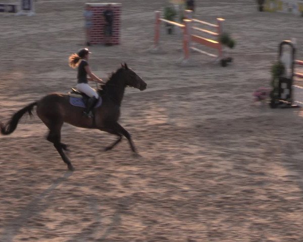 Reitturnier Görlitz 2017