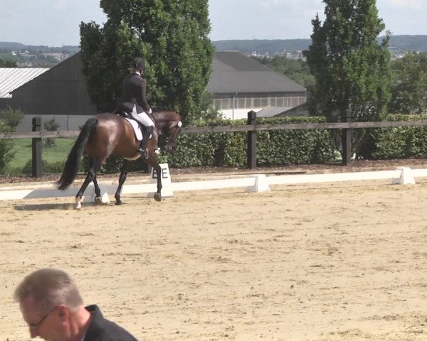 Reitturnier Leudelange-Ecuries des Prés 2017