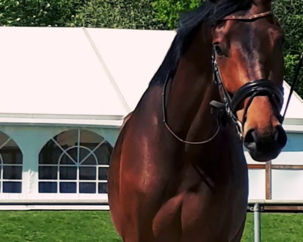 horse Alegro (Westphalian, 2014, from Antango du Feuillard)
