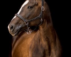 dressage horse Saomi (Hanoverian, 2010, from Sao Paulo)