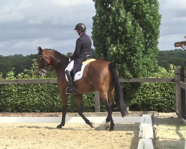 Reitturnier Leudelange-Ecuries des Prés 2017