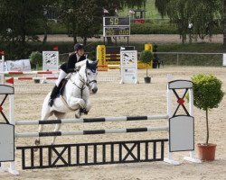 broodmare Laurina 3 (German Warmblood, 1993, from Lord Nelson)